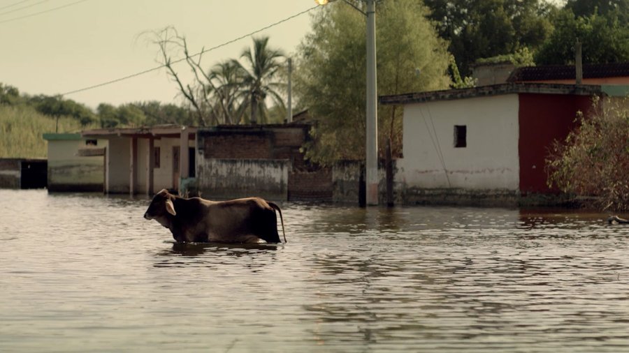 Fotograma de Los reyes del pueblo que no existe — vaca cruzando la calle inundada